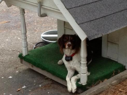 Outer Limits. What My Dog Taught Me About Limiting Beliefs