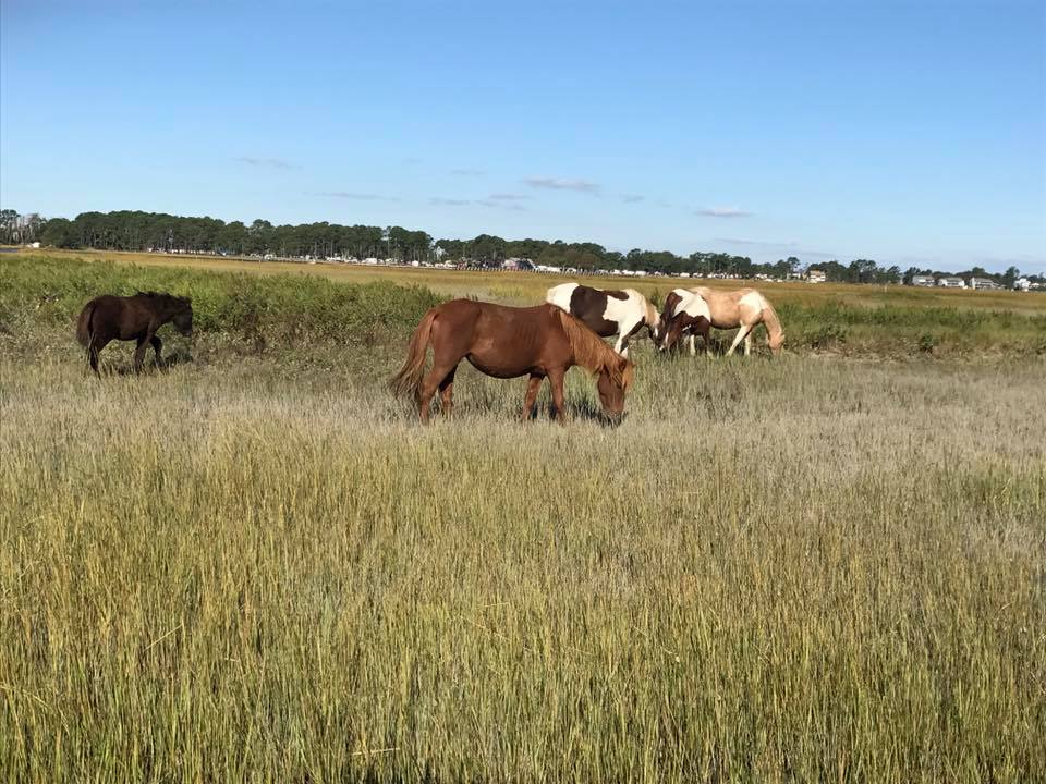 22154516_10155678526503688_6150938079784357948_n