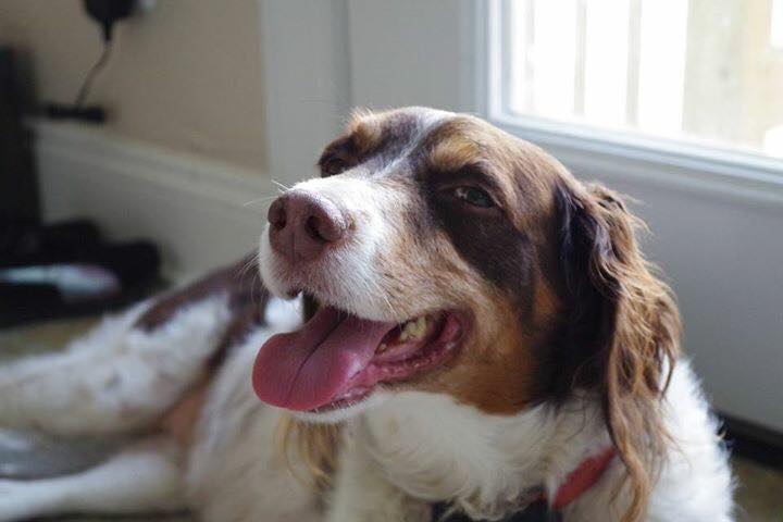 21034382_10155581144208688_979882371996757783_n