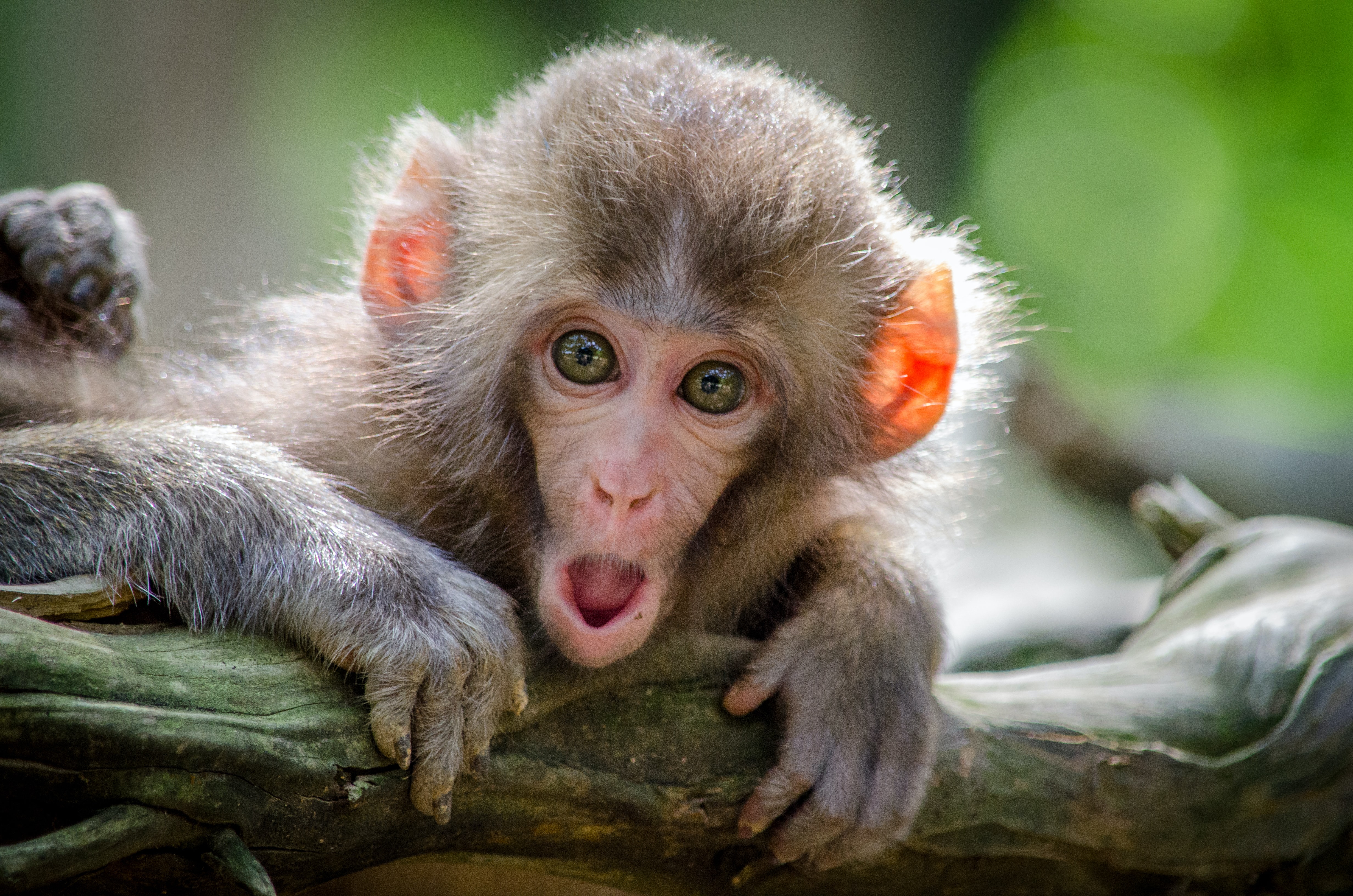 🐒7 Steps to Delegating Monkeys – Workplace Navigator