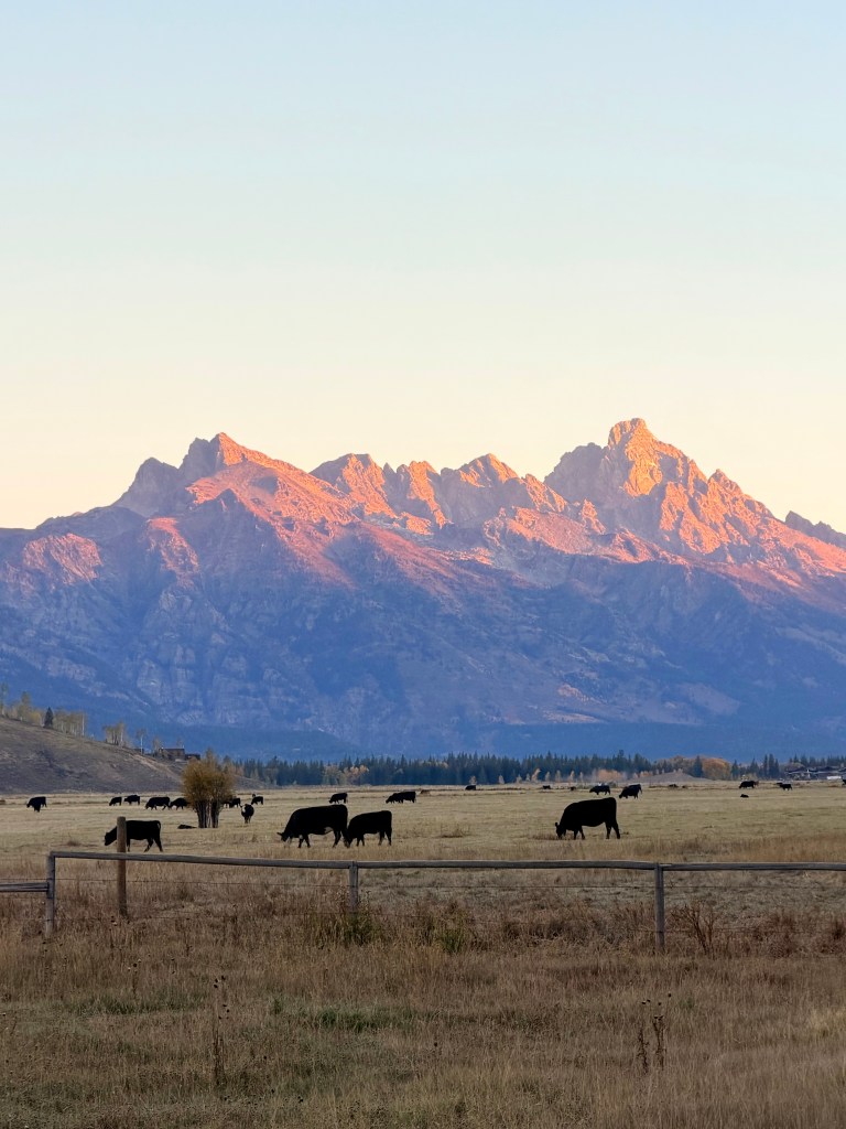 A scenic landscape featuring black cows grazing in a grassy field with mountains in the background, illuminated by warm sunset hues.