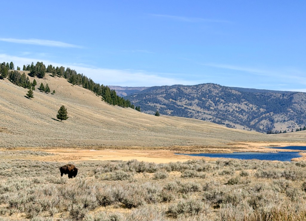 A bison grazing in a grassy landscape near a calm body of water, with rolling hills and trees in the background under a clear blue sky.